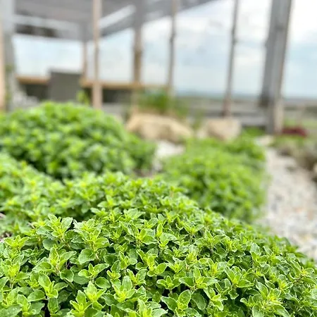 Hotell Na Golfu Kestrany